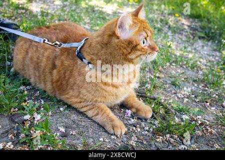 Häusliche süße Ingwerkatze an der Leine, die draußen auf dem Boden sitzt Stockfoto