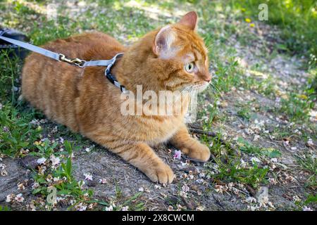 Häusliche süße Ingwerkatze an der Leine, die draußen auf dem Boden sitzt Stockfoto