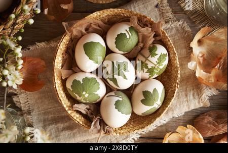 Rohe weiße Ostereier mit Kräutern an ihnen mit alten Strümpfen - Vorbereitung zum Färben mit Zwiebelschalen Stockfoto