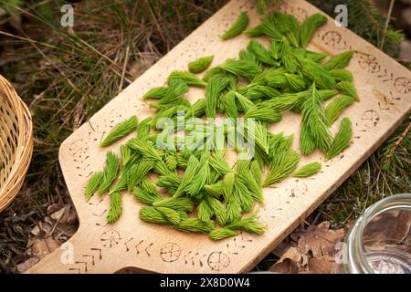 Junge Fichtenspitzen im Frühjahr im Wald - Zutat zur Herstellung von Kräutersirup Stockfoto