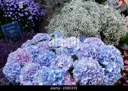 Blumenstand auf dem Marktplatz in Kopenhagen: Lila Hortensie und weiße gypsophila, dänemark Stockfoto