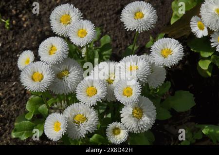 Blühende weiße bellis perennis Gänseblümchen im Garten, Sofia, Bulgarien Stockfoto
