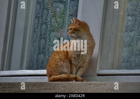 Ein wunderschönes, gelbes Kätzchen sitzt auf der Fensterbank und wartet auf Essen, Sofia, Bulgarien Stockfoto