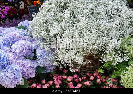 Blumenstand auf dem Marktplatz in Kopenhagen: Lila Hortensie und weiße gypsophila, dänemark Stockfoto