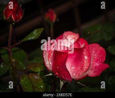 Leuchtende Tropfen haften an den samtigen Blüten dieser tiefrosa Rose, die unter einem weichen Licht erfasst wird, das ihr dramatisches, tau geküsstes Aussehen unterstreicht Stockfoto