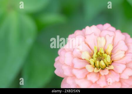 Ein einzelner, blassrosafarbener Blumenkopf aus Zinnia vor grünem Hintergrund. Stockfoto