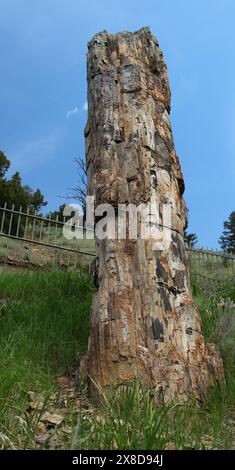 Stehender versteinerter Mammutbaum im Yellowstone-Nationalpark, Wyoming Stockfoto