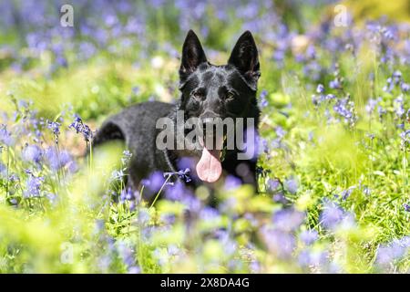 Schwarzer Schäferhund in einem Blauglockenwald Stockfoto