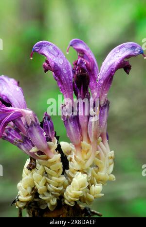 Unterirdische Blätter und Blüten des violetten Zahnkrauts (Lathraea clandestina) auf einer Haselwurzel (Corylus avellana) Stockfoto