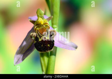 Die Bienenorchidee (Ophrys apifera) in Blüte Stockfoto