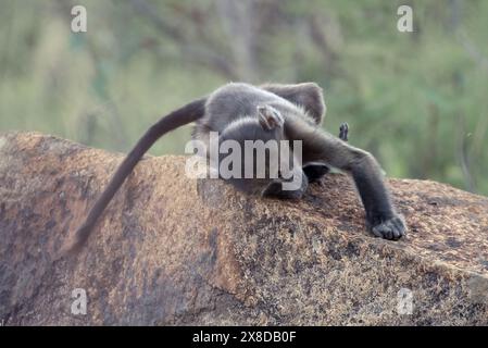 Ein Säuglingsbaban, Papio ursinus, im Pilanesberg-Nationalpark in Südafrika Stockfoto