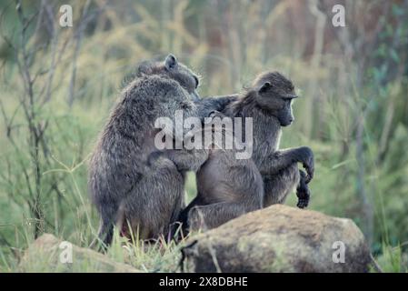 Eine Familie von Chacma-Pavianen, Papio ursinus, im Pilanesberg-Nationalpark in Südafrika Stockfoto