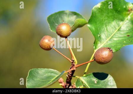 Früchte und Blätter der Callery Birne (Pyrus calleryana Chanticleer) Stockfoto