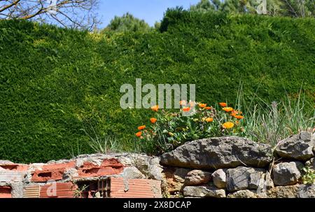 Ringelblume Ruderalpflanze (Calendula arvensis) mit Blumen an einer Wand Stockfoto