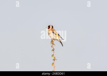 Goldfinch stand auf einem Ast. Goldfinch Stockfoto