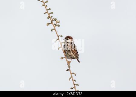 Willow Spatzen auf einem Ast. Spanischer Spatzen Stockfoto