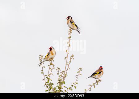 Drei Goldfinken auf einem Ast. Goldfinch Stockfoto