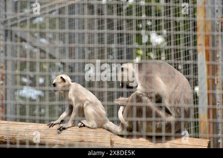 Erwachsene und junge Hanuman-Sprache oder nördliche Ebene graue Sprache Semnopithecus entellus hinter Drahtgeflecht in ihrem Käfig im Sofia Zoo, Sofia Bulgarien, Europa Stockfoto