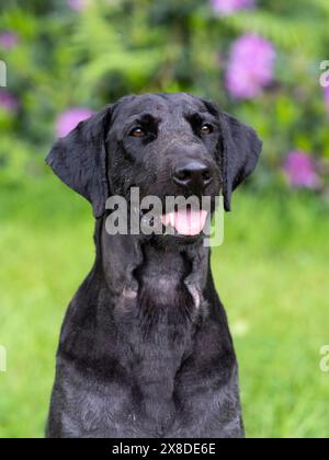 Porträt eines schwarzen Labradoodles auf einem Feld Stockfoto