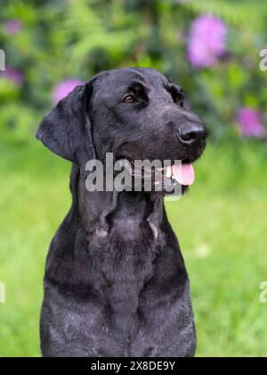 Porträt eines schwarzen Labradoodles auf einem Feld Stockfoto