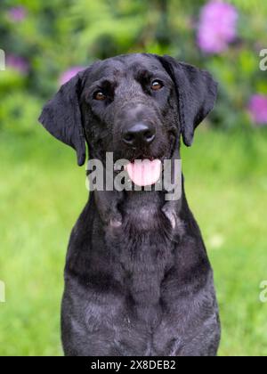 Porträt eines schwarzen Labradoodles auf einem Feld Stockfoto
