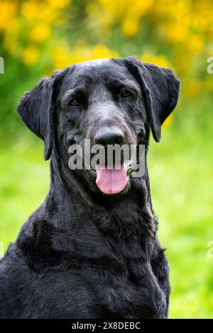 Porträt eines schwarzen Labradoodles auf einem Feld Stockfoto
