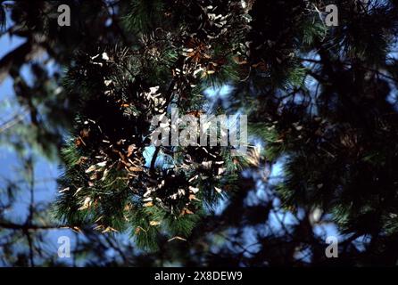 Pacific Grove, CA., USA 1983. Monarchschmetterlinge überwintern im Pacific Grove Monarch Sanctuary. Leider sind die wunderschönen Monarchen der Natur nicht das ganze Jahr über im Pacific Grove zu finden. Diese Schmetterlinge kommen in der Regel Mitte Oktober an und verlassen Mitte Februar. Pacific Grove, CA., ist einer der wenigen Orte in Kalifornien, der regelmäßig die Anzahl der Monarchfalter zählt. Der Monarchschmetterling oder einfach Monarch (Danaus plexippus). Stockfoto