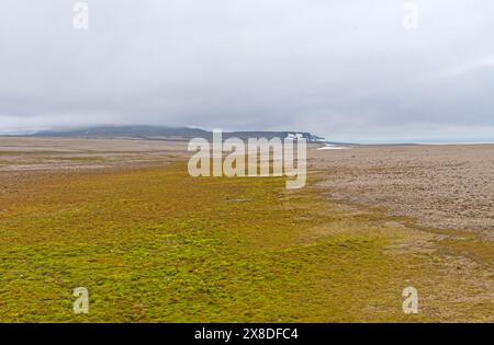 Karges Leben auf der kargen Tundra in der Hocharktis auf Torellneset, Nordaustlandet auf den Svalbard-Inseln Stockfoto