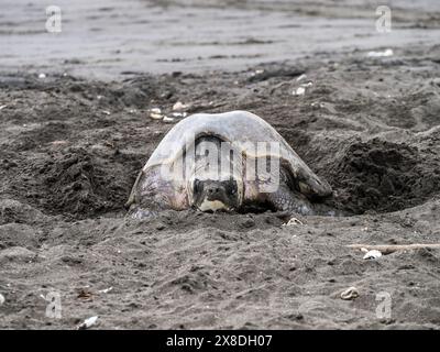 Olive Ridley (Lepidochelys olivacea) Meeresschildkröte, die ein Loch gräbt, um ihre Eier am Ostional Beach Costa Rica zu legen. Stockfoto