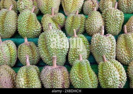 Die großen, stacheligen Dura-Früchte sind in einer Pyramide angeordnet. Thailändischer Obstmarkt. Exotische Früchte im Hintergrund. Stockfoto