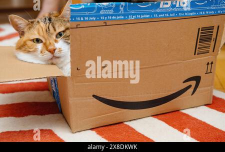 London, Vereinigtes Königreich - 19. August 2019: Eine Calico-Katze liegt bequem in einer Amazon-Box und blickt mit einem entspannten Ausdruck auf einem rot-weiß gestreiften Teppich hervor - erstklassiger Tageskarton Stockfoto