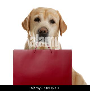 Niedlicher Hund mit Einkaufstasche auf weißem Hintergrund Stockfoto