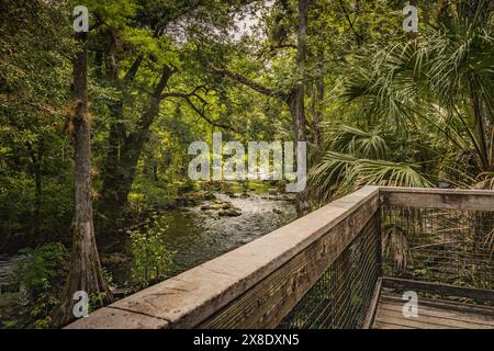 Hillsborough River State Park Tampa Bay Hillsborough County Florida USA. Ein beliebtes, schönes Baumdach am Aussichtspunkt über dem. Stockfoto