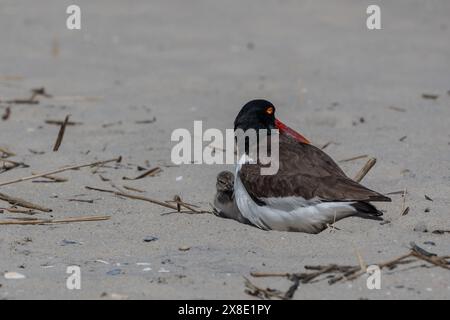 Nahaufnahme des amerikanischen Austernfängers und der frisch geschlüpften Küken im Cape May Point State Park Stockfoto