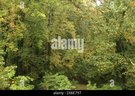 Virginia, USA Woods im Monat Oktober. Stockfoto