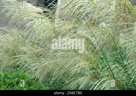 Aus nächster Nähe eines Miscanthus nepalensis (Nepal Silbergras) Stockfoto