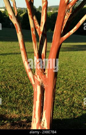 Mehrstielige krabbenmyrte (Lagerstroemia indica L.) Pflanze, mit schöner Peeling-Rinde Stockfoto