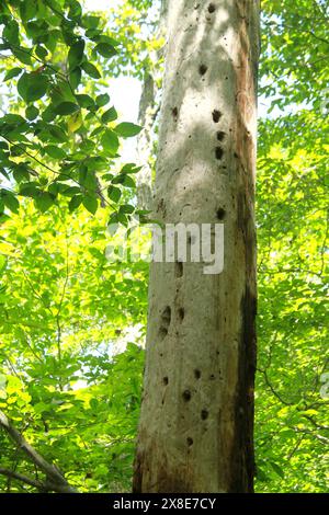 Von Vögeln gemachte Löcher in einem noch stehenden toten Baum Stockfoto