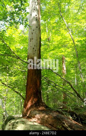 Von Vögeln gemachte Löcher in einem noch stehenden toten Baum Stockfoto