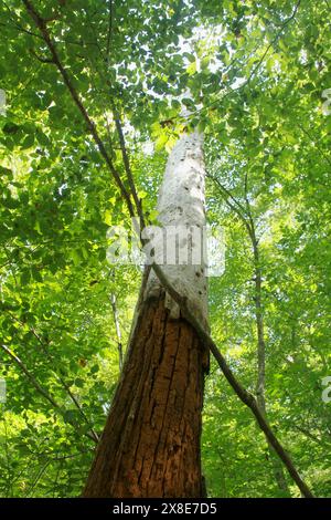 Von Vögeln gemachte Löcher in einem noch stehenden toten Baum Stockfoto