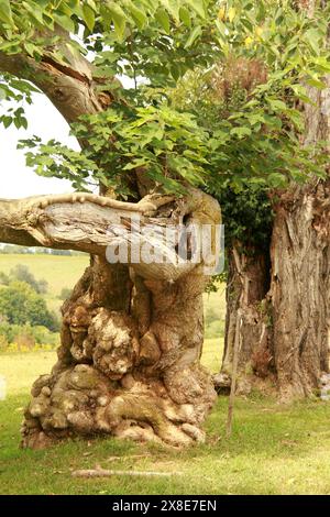 Alte knorrige Papier Maulbeerbaum Stockfoto