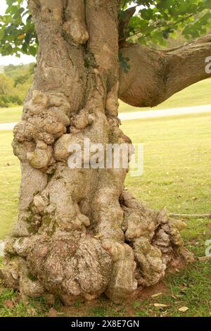 Alte knorrige Papier Maulbeerbaum Stockfoto