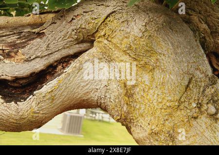 Nahaufnahme eines gebogenen Papierkorbs Stockfoto