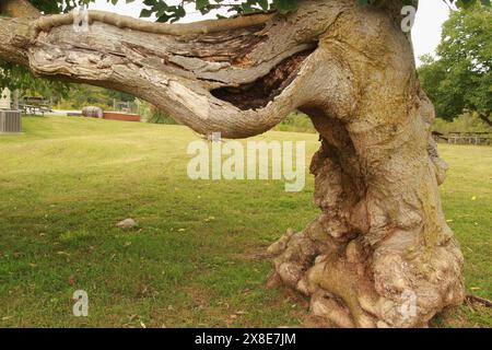 Alte knorrige Papier Maulbeerbaum Stockfoto