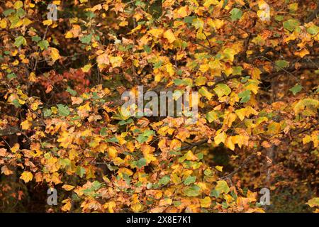 Tulpenbaum ändert seine Farbe im Herbst Stockfoto