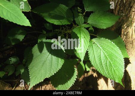 Nahaufnahme einer Holznesselpflanze (Laportea canadensis) Stockfoto