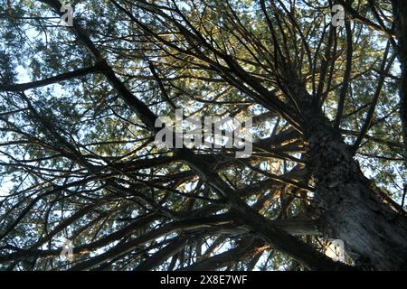 Großer Nadelbaum in Virginia, USA Stockfoto