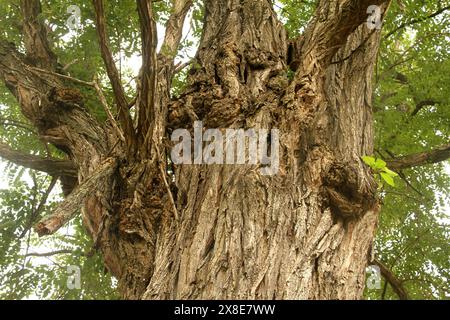 Virginia, USA Nahaufnahme der rauen Baumrinde eines Schwarzen Heuschreckenbaumes. Stockfoto