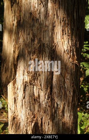 Nahaufnahme von Grob strukturierte Baumrinde Stockfoto