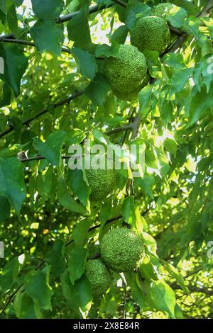 Maclura pomifera (Osage Orange) Baum mit Früchten in Virginia, USA Stockfoto